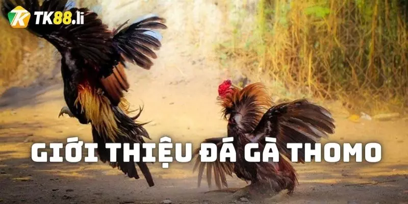 Giới thiệu đấu gà thomo