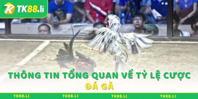 Thông tin tổng quan về tỷ lệ cược đá gà