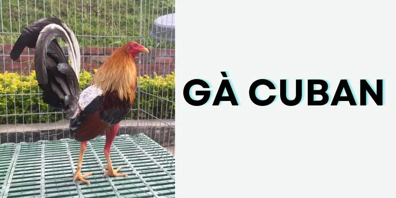 Giống gà Cuba có nhiều đặc điểm riêng biệt