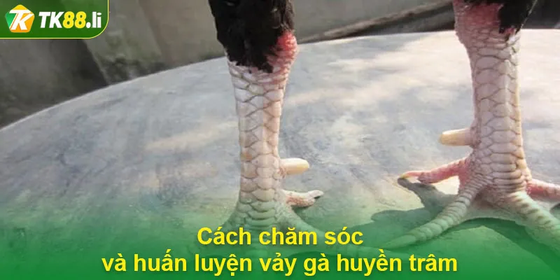 Cách chăm sóc và huấn luyện vảy gà huyền trâm