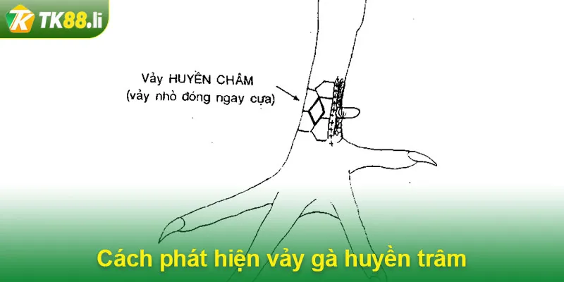 Cách phát hiện vảy gà huyền trâm