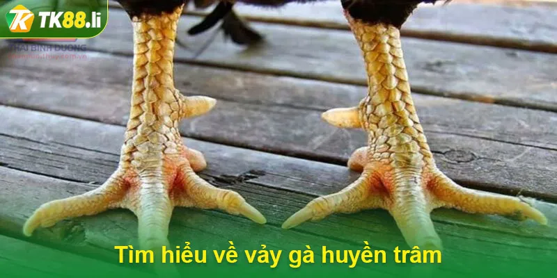 Tìm hiểu về vảy gà huyền trâm