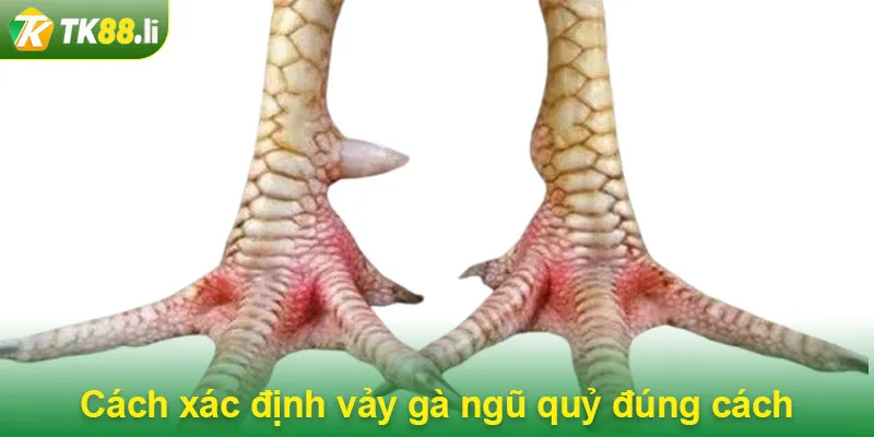 Cách xác định vảy gà ngũ quỷ đúng cách