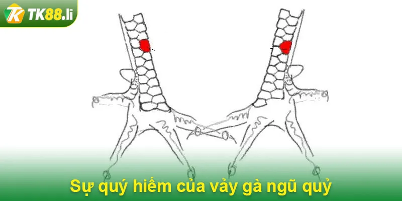 Sự quý hiếm của vảy gà ngũ quỷ