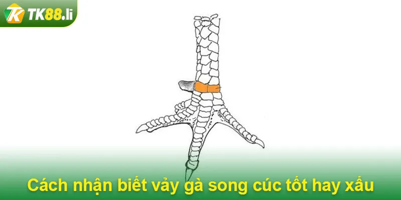 Cách nhận biết vảy gà song cúc tốt hay xấu