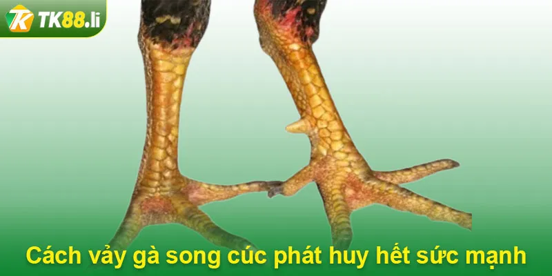 Cách vảy gà song cúc phát huy hết sức mạnh 