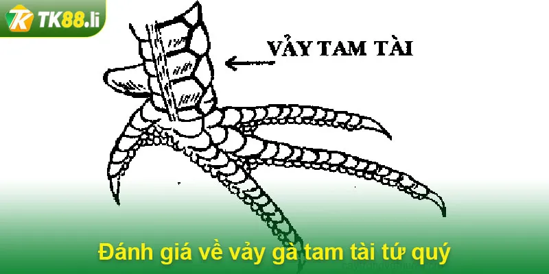 Đánh giá về vảy gà tam tài tứ quý