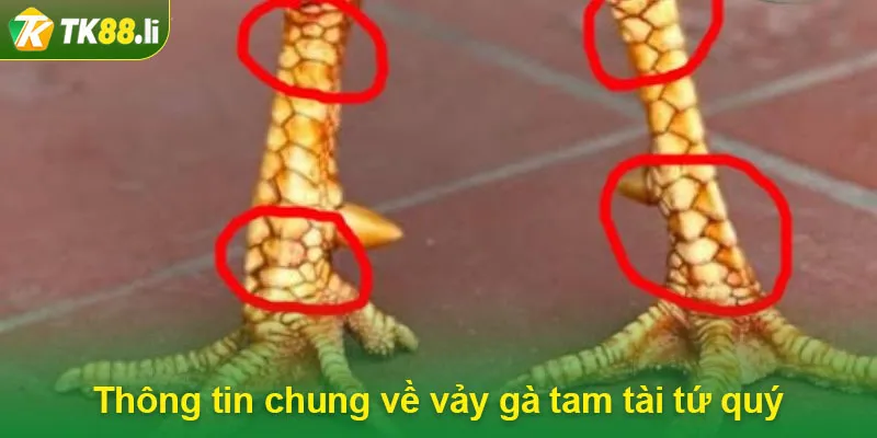 Thông tin chung về vảy gà tam tài tứ quý