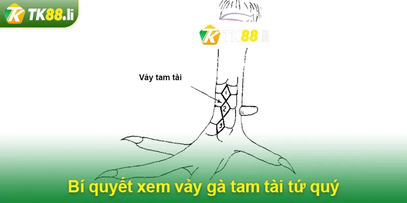 Bí quyết xem vảy gà tam tài tứ quý