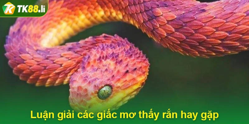 Luận giải các giấc mơ thấy rắn hay gặp