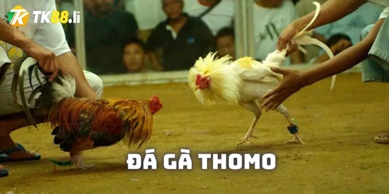 Đá gà thomo