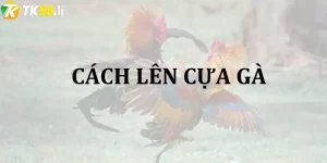 Cách lên cựa gà