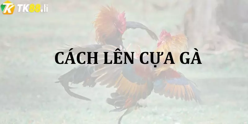 Cách lên cựa gà