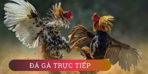 Đá gà trực tiếp