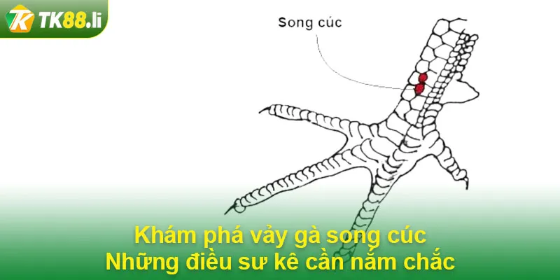 Vảy gà song cúc